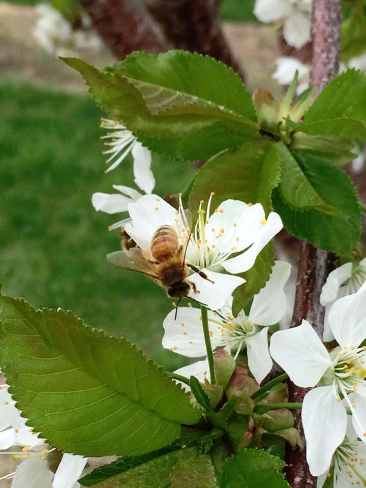 Sleeping Bear Farms Bees