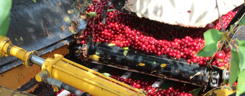 Cherry Harvest at Amos Orchards